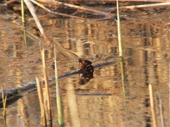 Cybister lateralimarginalis