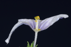 Nierembergia linariifolia