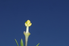 Nierembergia linariifolia