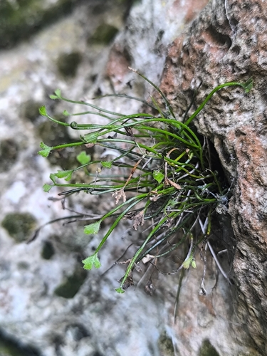 Asplenium seelosii, 2026-05-17