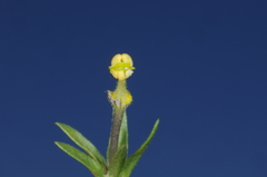 Nierembergia linariifolia