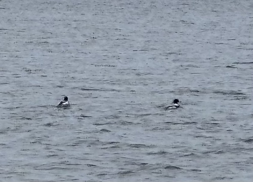 Red-breasted Merganser