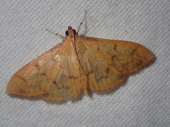 Patania balteata