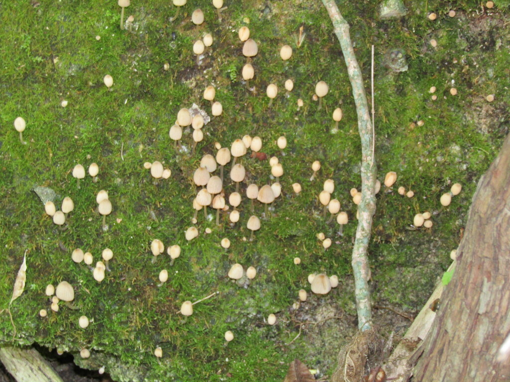 Trooping Crumble Cap · May 2026 · photo: Photo: (c) toad-wife, some rights reserved (CC BY) · iNaturalist