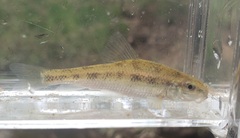 Erimyzon claviformis