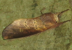 Hemiceras punctata
