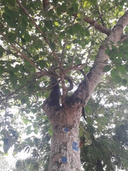 Gmelina arborea
