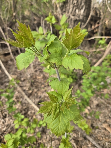 box elder