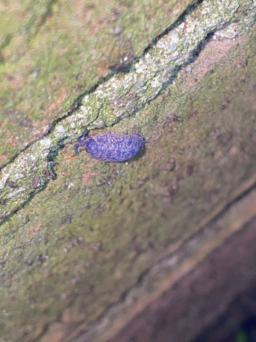 Invertebrate iridescent virus 31