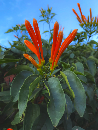 Pyrostegia venusta