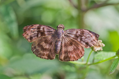 Ebrietas anacreon