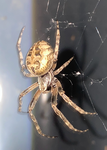 Grey Cross Spider
