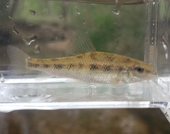 Erimyzon claviformis