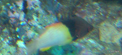 Bodianus mesothorax
