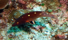 Bodianus dictynna