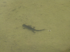Ichthyosaura alpestris alpestris