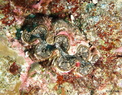 Tridacninae