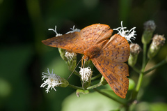 Emesis mandana