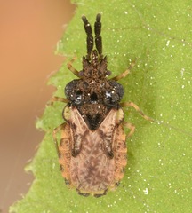 Aradus ornatus