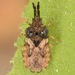 Aradus ornatus - Photo (c) skitterbug, algunos derechos reservados (CC BY), subido por skitterbug