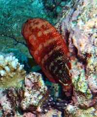 Cephalopholis urodeta