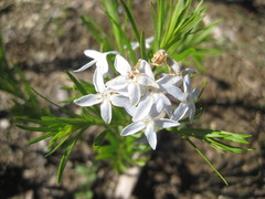 Amsonia ciliata texana