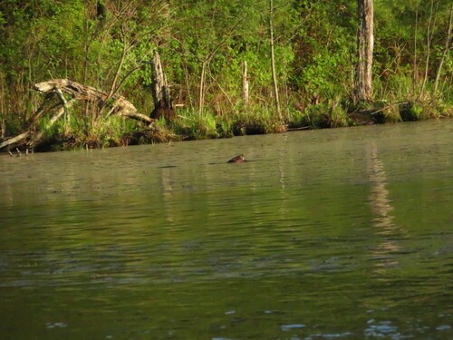 animal observation 2