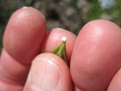 Amsonia ciliata texana