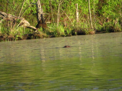animal observation 3