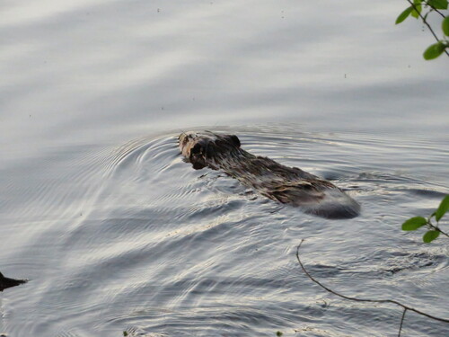 animal observation 4