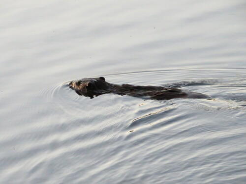 animal observation 5