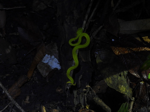 White-lipped Island Pitviper