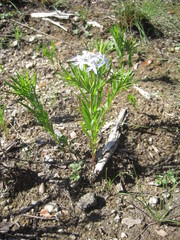 Amsonia ciliata texana