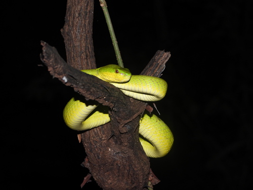 White-lipped Island Pitviper