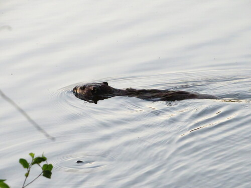 animal observation 6
