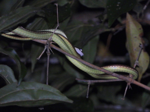 Lesser Sundas bronzeback