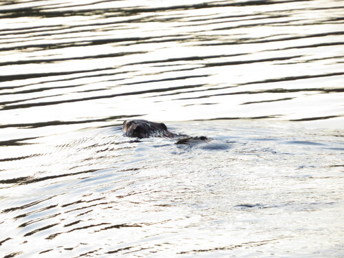 animal observation 7