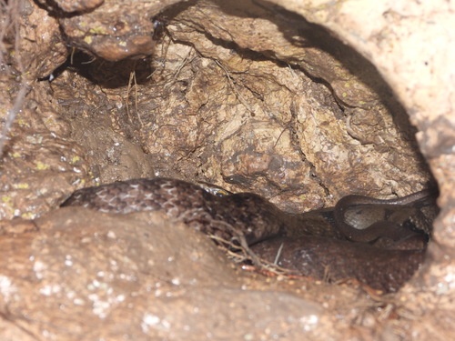 Sunda Rat Snake