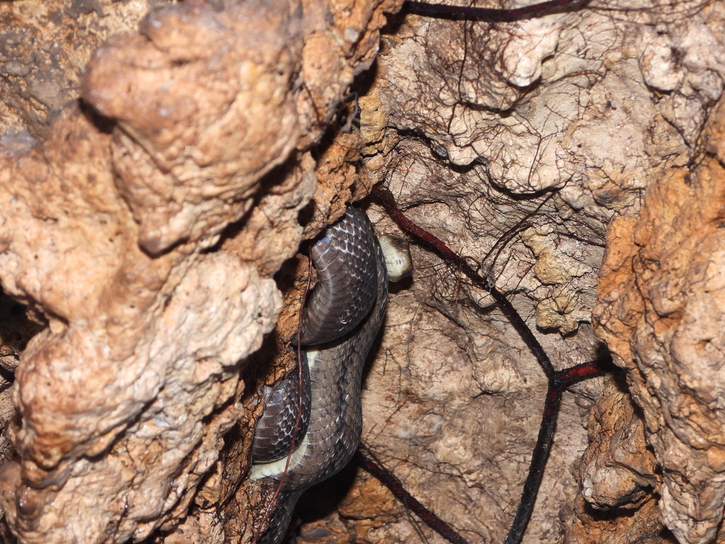 Indonesian Trinket Snake