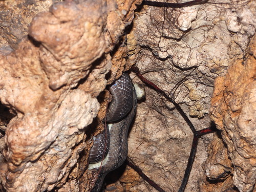 Sunda Rat Snake