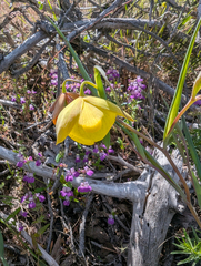 Calochortus pulchellus, photograph (c) joergmlpts, some rights reserved (CC BY)