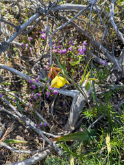 Calochortus pulchellus