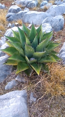 Agave gentryi
