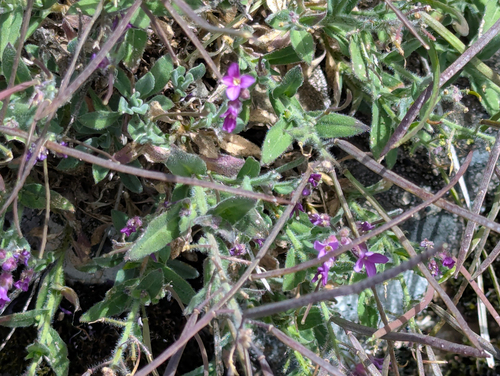 Boechera breweri, photograph 1