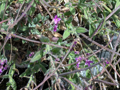 Boechera breweri, photograph (c) joergmlpts, some rights reserved (CC BY)