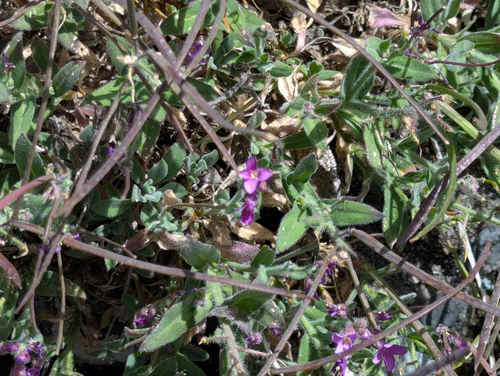 Boechera breweri