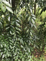Pterocarpus
