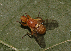 Trypetinae