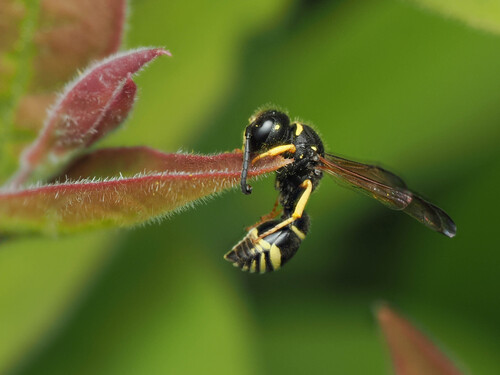 Gymnomerus laevipes observed 2026-05-16