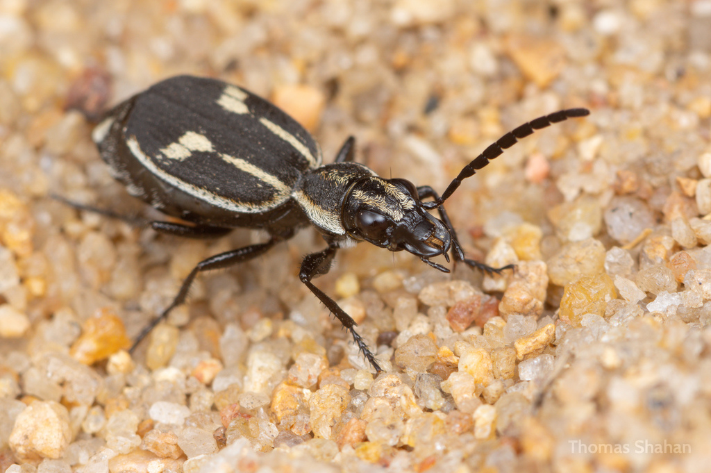 Graphipterus tristis